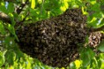 /album/priroda/bee-swarm-jpg/